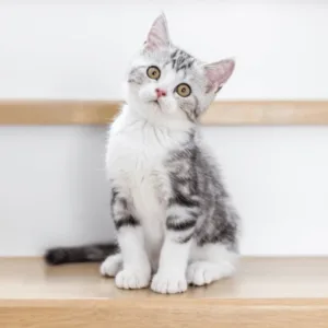 Male Purebred Chinese Li Hua